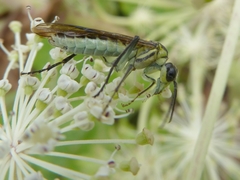 Tenthredo finschi