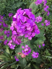 Lunaria annua