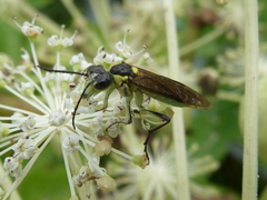 Tenthredo finschi