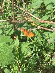 Boloria epithore