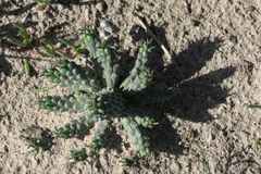 Euphorbia caput-medusae