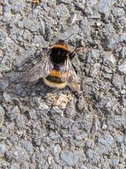 Bombus terrestris