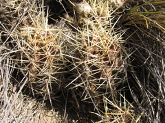 Austrocactus coxii