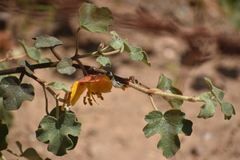 Fremontodendron