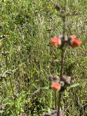 Scrophularia sambucifolia
