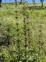 Scrophularia sambucifolia