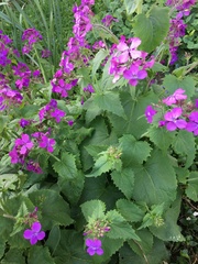Lunaria annua