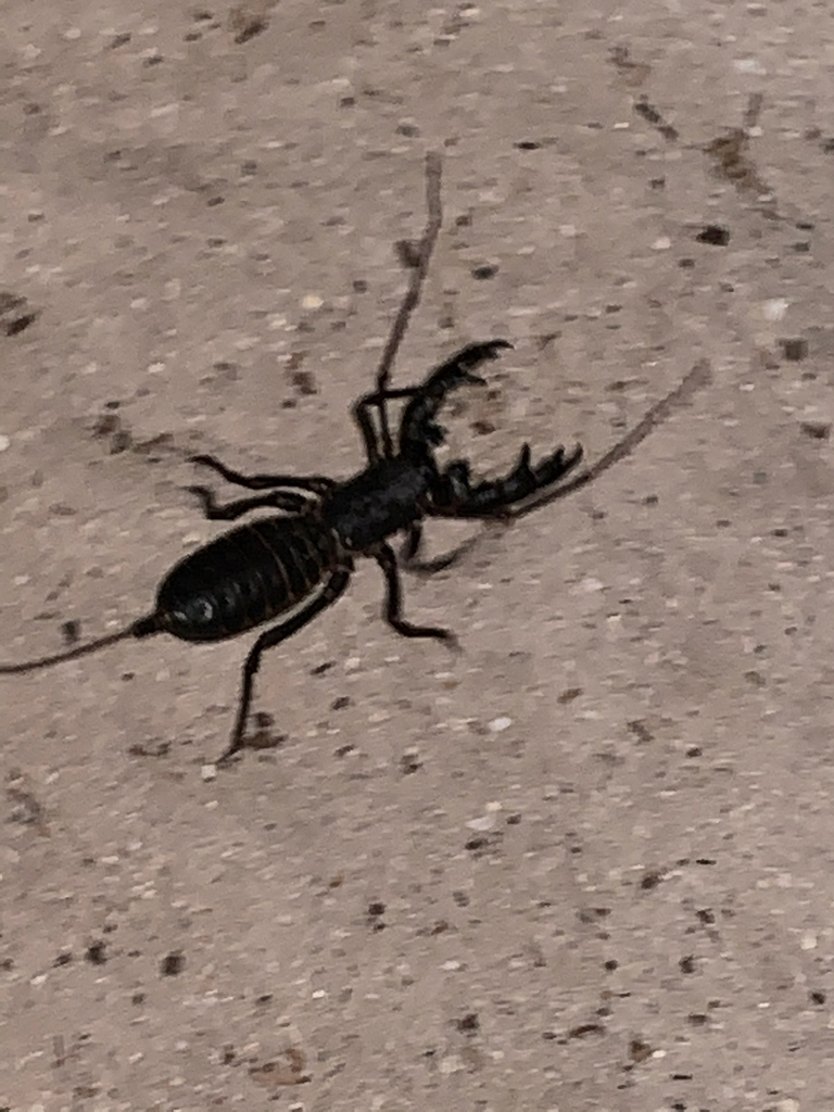 Florida vinegaroon from Lee County on August 7, 2020 at 0831 PM by