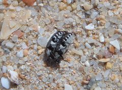Dermestes frischii