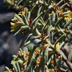 Thymelaea tinctoria