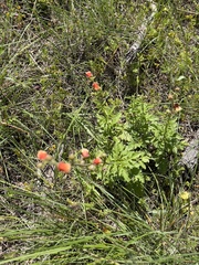 Scrophularia sambucifolia