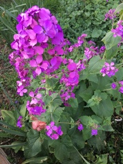 Lunaria annua
