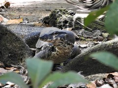 Varanus palawanensis