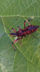 Rhynocoris iracundus