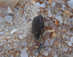 Dermestes frischii