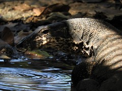 Varanus palawanensis