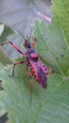 Rhynocoris iracundus