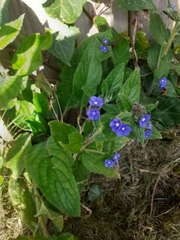 Pentaglottis sempervirens