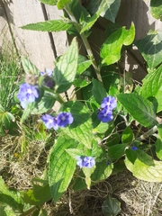 Pentaglottis sempervirens