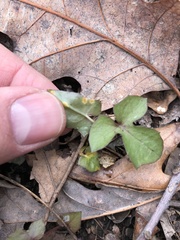 Puccinia orbicula