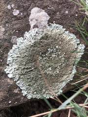 Xanthoparmelia tinctina