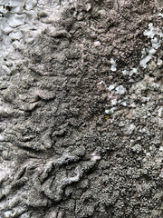 Xanthoparmelia tinctina