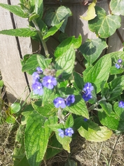 Pentaglottis sempervirens