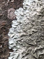 Xanthoparmelia tinctina