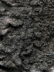 Xanthoparmelia tinctina