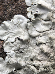 Xanthoparmelia tinctina