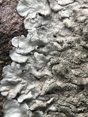 Xanthoparmelia tinctina