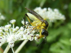 Tenthredo finschi