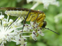 Tenthredo finschi