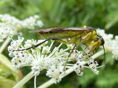 Tenthredo finschi