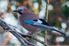 Garrulus glandarius