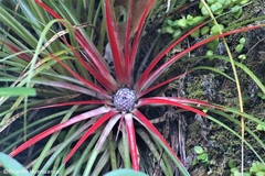 Fascicularia bicolor