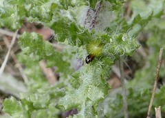 Longitarsus nasturtii