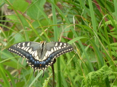 Papilio machaon hippocrates