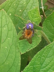 Bombus pascuorum