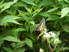 Papilio machaon hippocrates