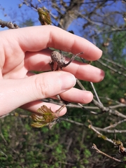 Andricus caliciformis