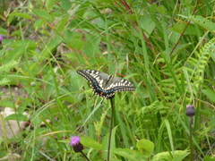 Papilio machaon hippocrates