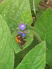 Bombus pascuorum