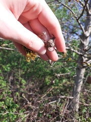 Andricus caliciformis