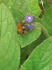 Bombus pascuorum