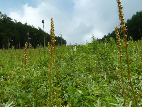 Aletris foliata, photograph 2