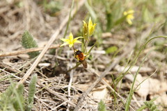 Andrena bicolor