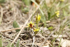 Andrena bicolor