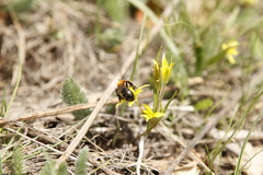 Andrena bicolor