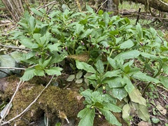 Scopolia caucasica